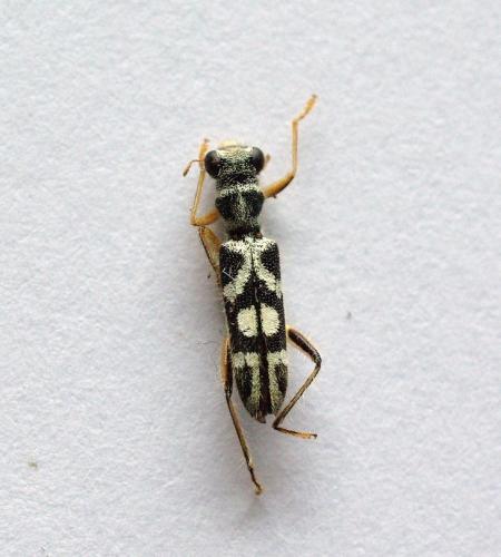 Réf. 48 396 : Callimerus amabilis