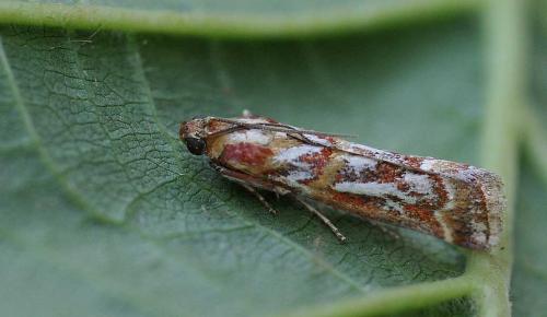 Acrobasis porphyrella