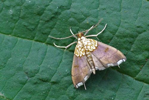 Agrotera nemoralis