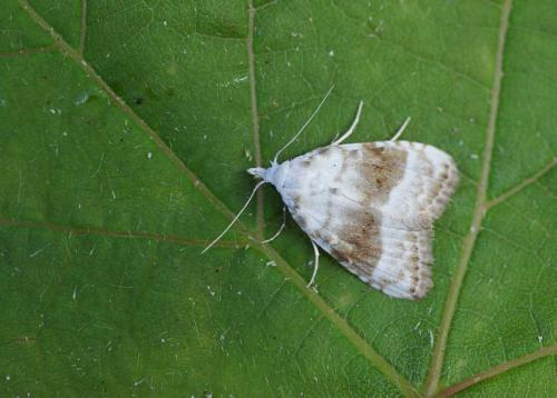 Réf. 48 646 : Meganola albula