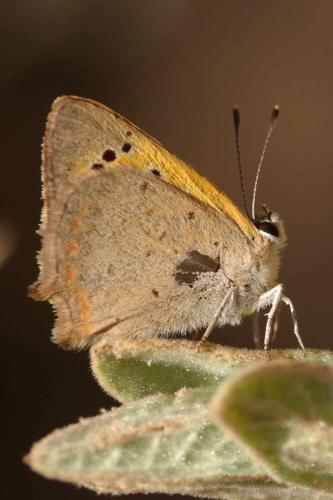 Lycaena phlaeas