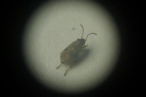 Nysius sp.