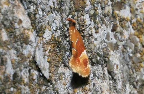 Réf. 48 529 : Epicallima formosella