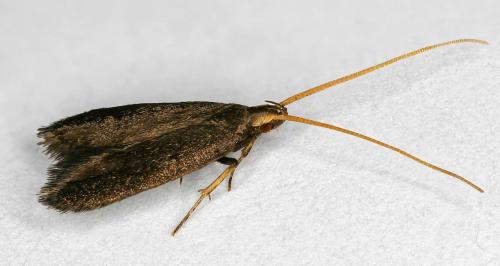Lecithocera nigrana