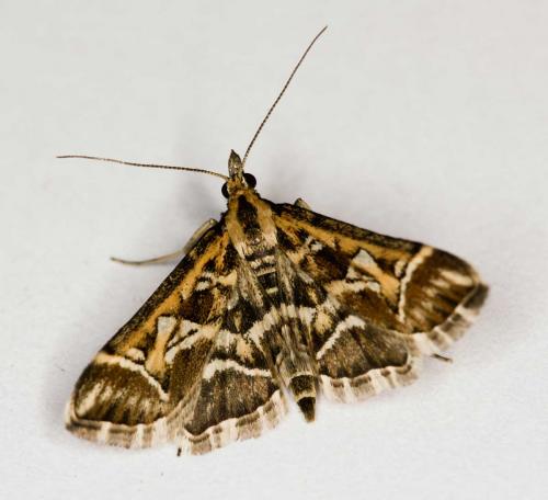 Diasemia reticularis