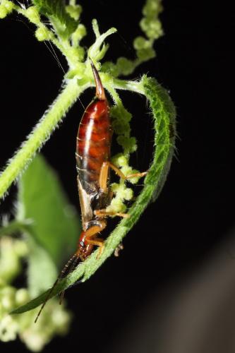 Forficula auricularia