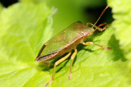 Palomena prasina