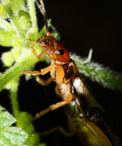 Forficula auricularia