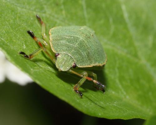 Palomena prasina