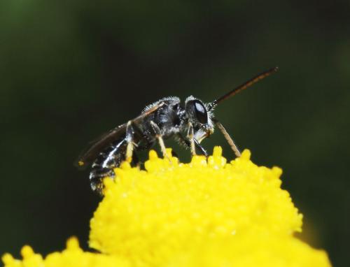 Lasioglossum sp.