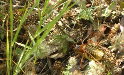 Ephippiger diurnus
