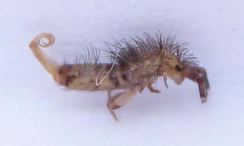 Réf. 48 097 : Orchesella villosa