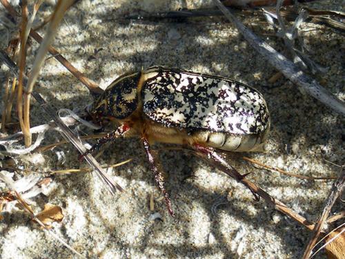 Polyphylla fullo