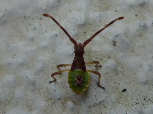 Réf. 48 187 : Gonocerus sp.