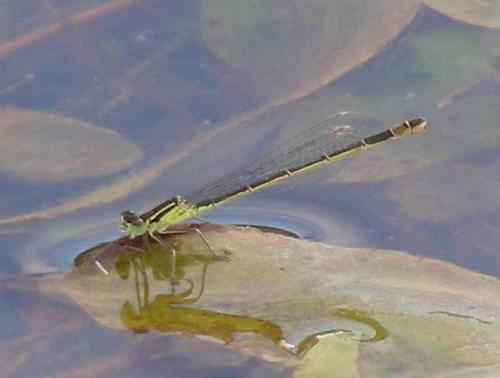 Ischnura elegans