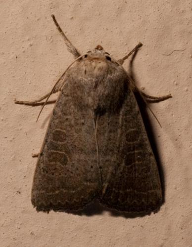 Réf. 48 701 : Hoplodrina sp.