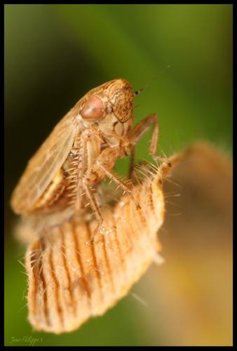 Réf. 48 100 : Euscelis sp.