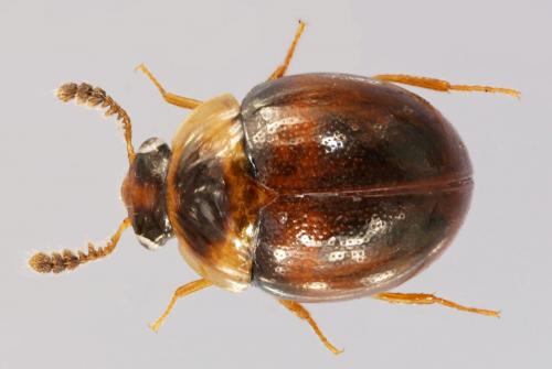 Liodopria serricorne
