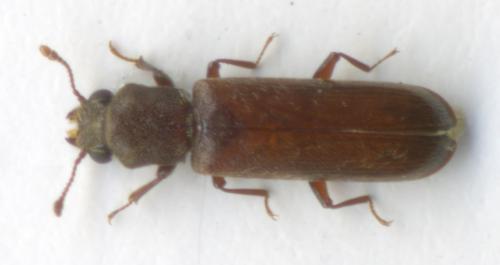 Réf. 48 085 : Lyctus brunneus