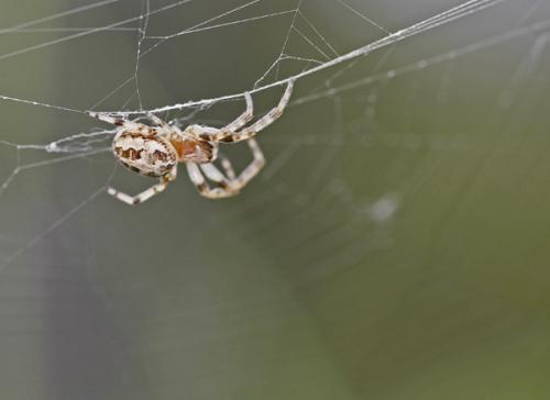 Larinioides cornutus