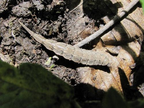 Réf. 48 963 : Stratiomys sp.