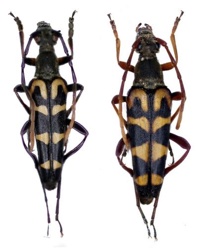 Réf. 48 110 : Leptura annularis