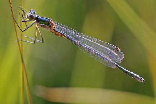 Lestes sp.
