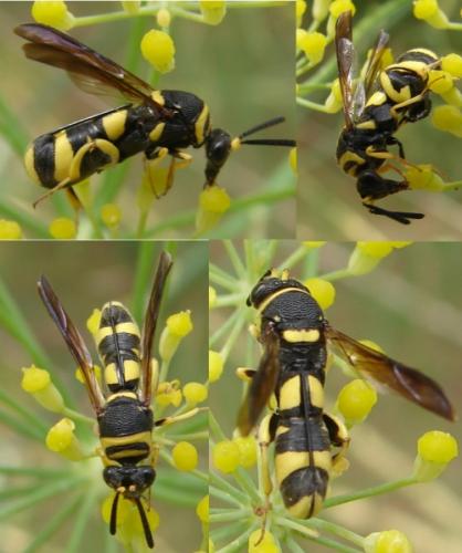 Leucospis dorsigera