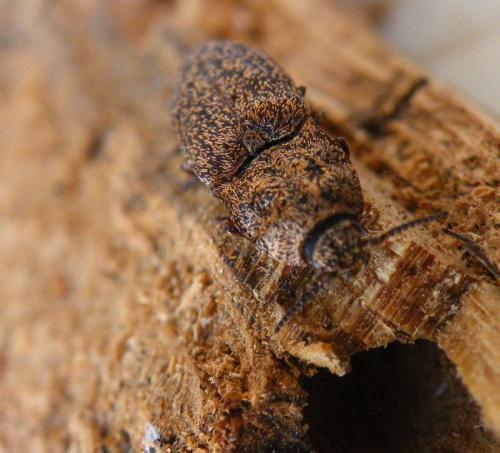 Réf. 48 073 : Lacon lepidopterus