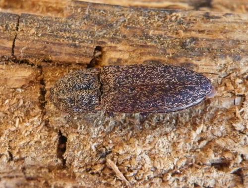 Réf. 48 074 : Lacon lepidopterus