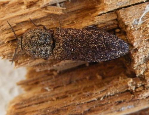 Lacon lepidopterus