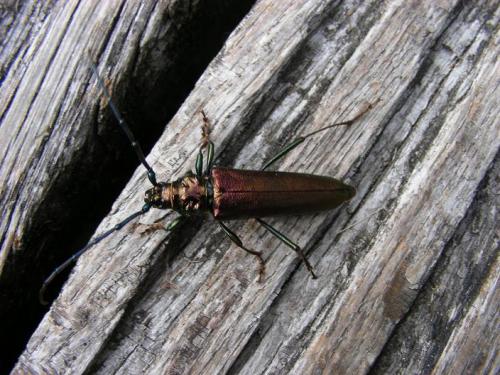 Aromia moschata