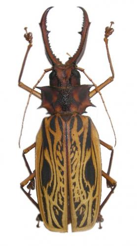 Macrodontia cervicornis