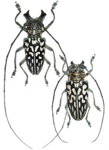 Réf. 48 636 : Stellognatha maculata