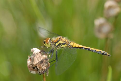 Sympetrum danae