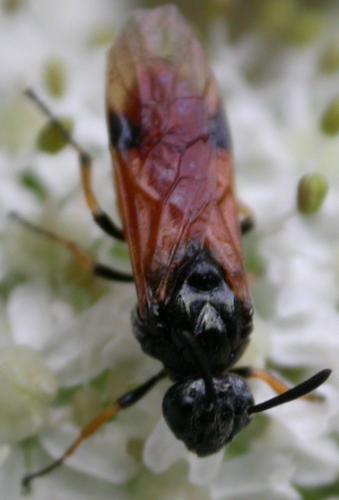 Réf. 48 335 : Arge cyanocrocea