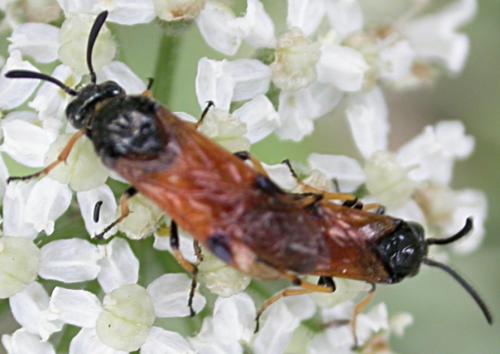 Arge cyanocrocea