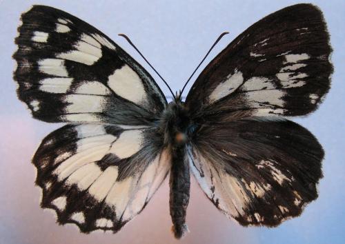 Melanargia galathea