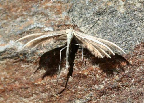 Réf. 48 503 : Merrifieldia sp.