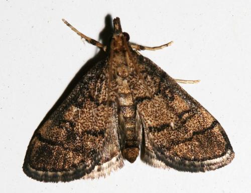 Metasia cuencalis