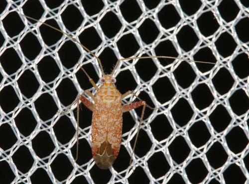 Réf. 48 733 : Phytocoris meridionalis