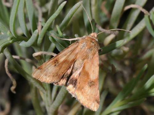 Heliothis maritima
