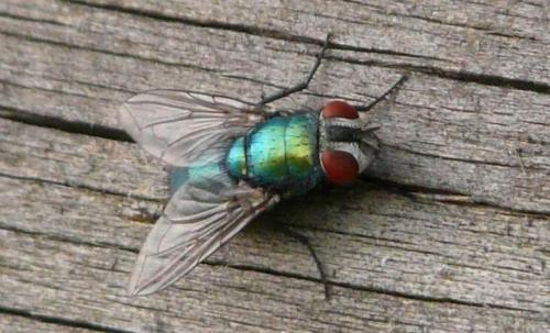 Lucilia sericata