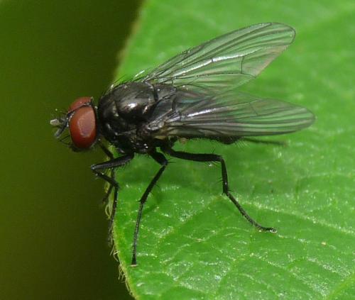 Hebecnema sp.