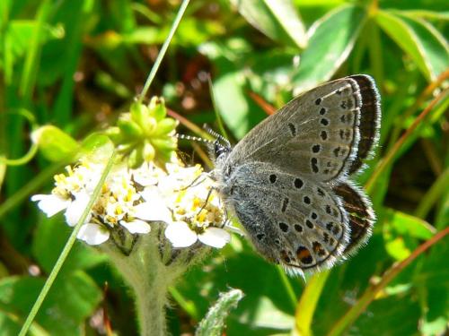 Plebejus optilete