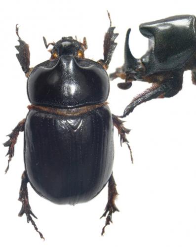 Xyloryctes lobicollis