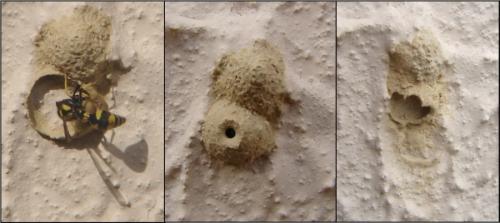 Eumenes sp.