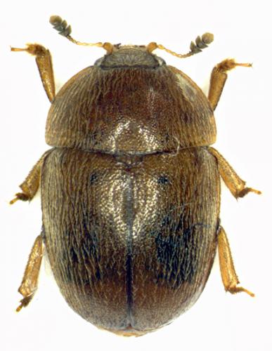 Réf. 48 981 : Cychramus luteus