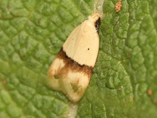 Odites kollarella