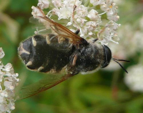 Réf. 48 181 : Stratiomys sp.